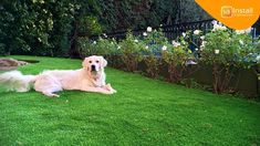 a large white dog laying on top of a lush green field