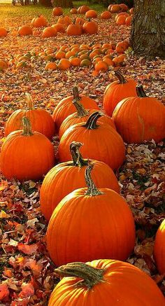 many pumpkins are laying on the ground