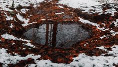 a puddle in the snow surrounded by leaves