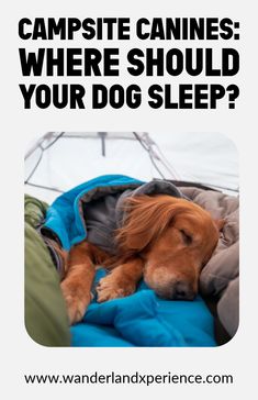 a dog sleeping in a bed with the caption campsite canines where should your dog sleep?