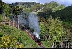 a train traveling through a forest filled with lots of trees and tall pine trees on the side of a hill