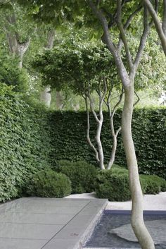 an image of a tree in the middle of a yard with bushes and trees around it