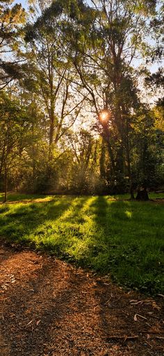 the sun shines brightly through the trees and grass