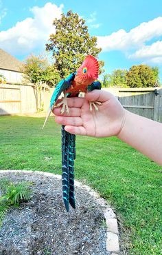 a person holding two birds in their hand