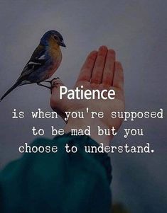 a person holding their hand up to a bird on top of his palm with the words, patience is when you're supposed to be mad about you choose to understand