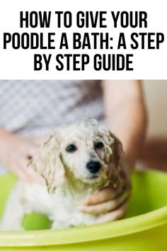 a white dog sitting in a green bowl with the title how to give your poodle a bath a step by step guide