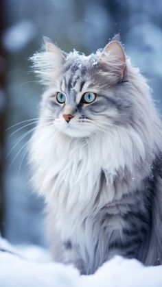 a fluffy cat with blue eyes sitting in the snow