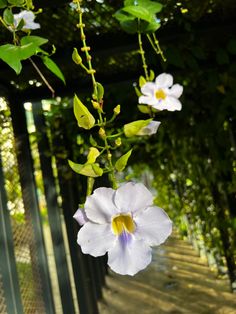 two white flowers hanging from a green vine