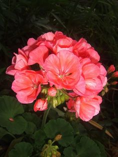 pink flowers are blooming in the garden