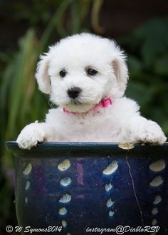 a small white dog is sitting in a blue flower pot with its paws on the rim