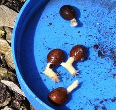 some mushrooms are in a blue bowl on the ground