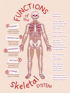 the skeleton and its functions are labeled in this diagram, which shows what it looks like