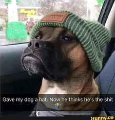 a dog wearing a hat sitting in the back seat of a car with a caption that reads, give my dog a hat now he thinks he's all that