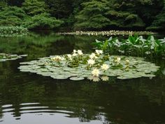 water lilies are blooming in the pond