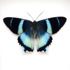 a blue and black butterfly sitting on top of a white surface