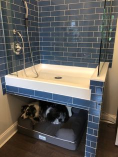 a black and white dog laying on top of a bath tub under a sink in a bathroom