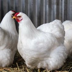 three white chickens are standing in the hay