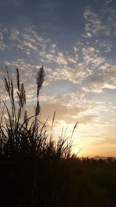 the sun is setting behind some tall grass