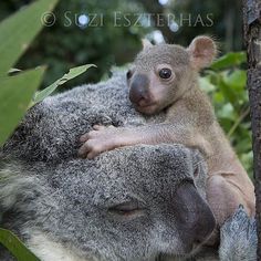 a baby koala cuddles on the back of an adult koala bear