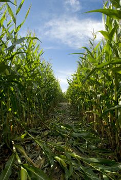 a corn field with lots of green plants growing on the ground and blue sky in the background