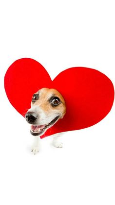 a small dog holding a heart shaped object in its mouth and looking at the camera