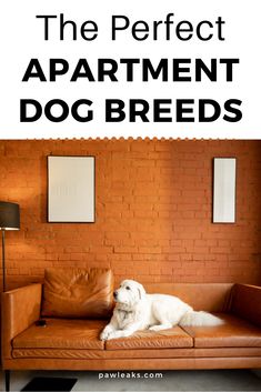 a white dog laying on top of a brown leather couch in front of a brick wall