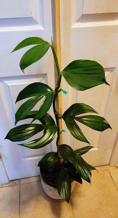 a potted plant sitting on top of a tile floor next to a white door