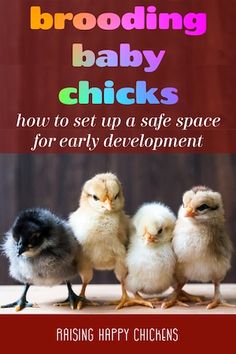 three baby chickens sitting next to each other on top of a wooden floor with the words, brooding baby chicks how to set up a safe space for early development