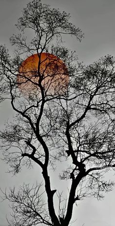 a tree with no leaves in the foreground and a full moon in the background