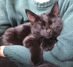 a black cat sleeping on someone's lap with his head resting on their arm