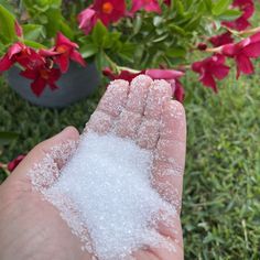 a hand holding some white stuff in front of red and pink flowers on the grass