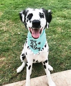 a dalmatian dog sitting in the grass wearing a bandana with his name on it