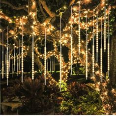 a tree with lights hanging from it's branches