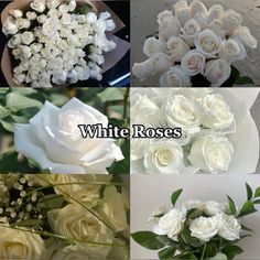 white roses are arranged in four different pictures with the words white roses on each photo