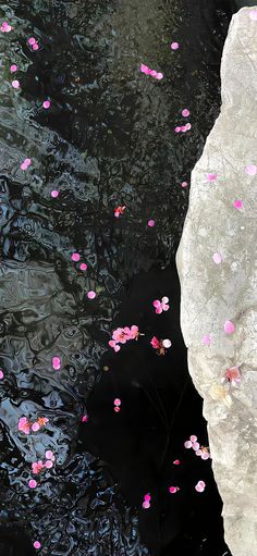 pink flowers are floating in the water next to rocks