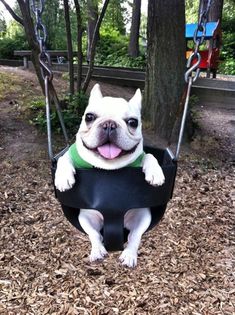 a small white dog sitting on top of a black swing in a tree filled park