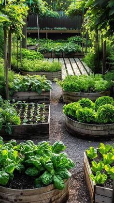 an outdoor garden filled with lots of green plants and wooden containers full of lettuce