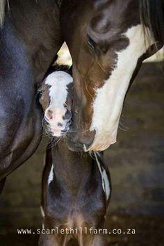 a brown horse standing next to a white and black horse