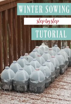 winter sown milk jugs on a deck, text overlay Winter Sowing step-by-step Tutorial Diy Seed Starting Greenhouse, Diy Mini Greenhouse, What To Plant When, Old Milk Jugs, Window Greenhouse, Homestead Gardening