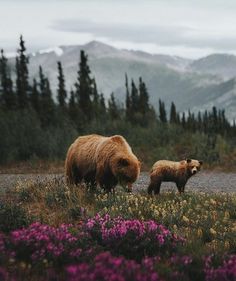 two brown bears walking across a lush green field with purple flowers and trees in the background