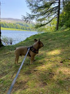 a small dog standing on top of a grass covered hillside next to a lake and trees