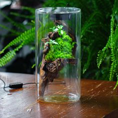 a glass vase filled with green plants on top of a wooden table next to ferns