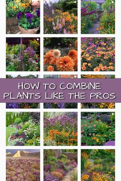 many different types of flowers and plants are shown in this collage with the words how to combine plants like the pros