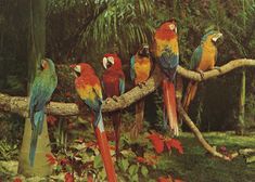 a group of colorful parrots perched on a tree branch in the jungle with red flowers