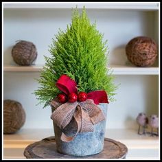 a potted plant sitting on top of a tree stump in front of some shelves