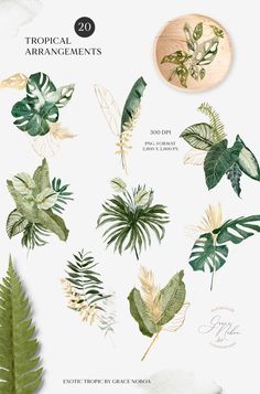 tropical plants and leaves on a white background with the words tropical arrangements written below them