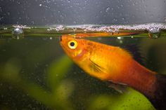 an orange fish with yellow eyes swims in the water