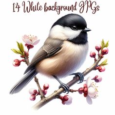 a black and white bird sitting on top of a tree branch with flowers in the background