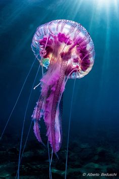 a purple jellyfish floating in the ocean with sunlight streaming through it's tentacles