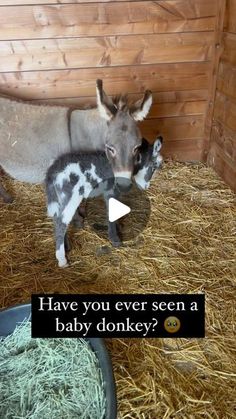 a baby donkey standing next to an adult donkey